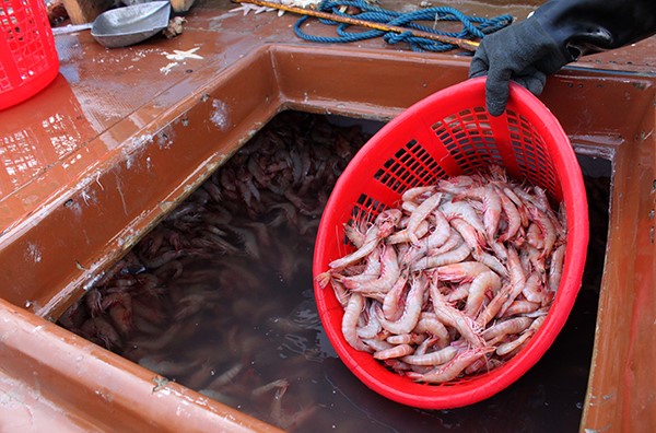 توسعه پرورش ماهی و میگو فرصتی برای اشتغال و تولید ثروت در خوزستان توسعه پرورش ماهی و میگو فرصتی برای اشتغال و تولید ثروت در خوزستان