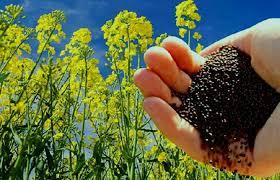 طلب کلزاکاران خوزستانی پرداخت می‌شود