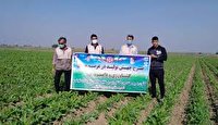 افزایش بهره وری با اجرای طرح بسیج همگام با کشاورز ..