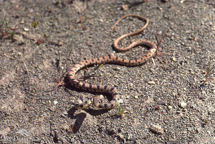 رهاسازی یک حلقه مار خالدار در بافق رهاسازی یک حلقه مار خالدار در بافق