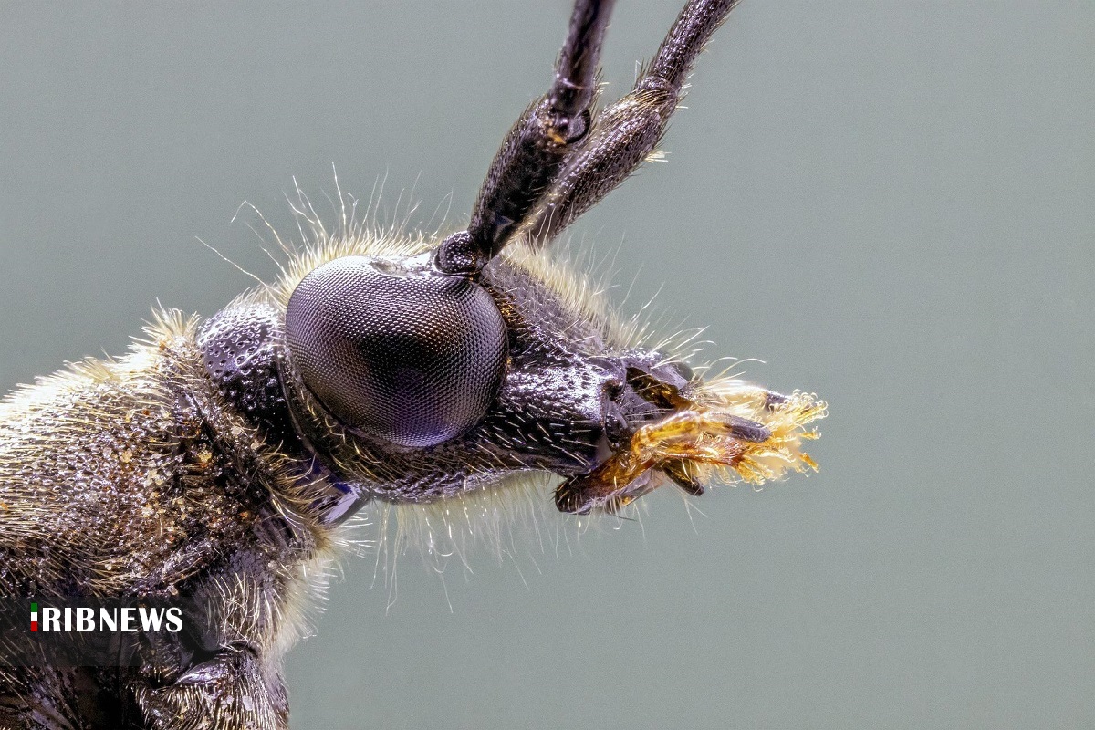 دنیای حشرات