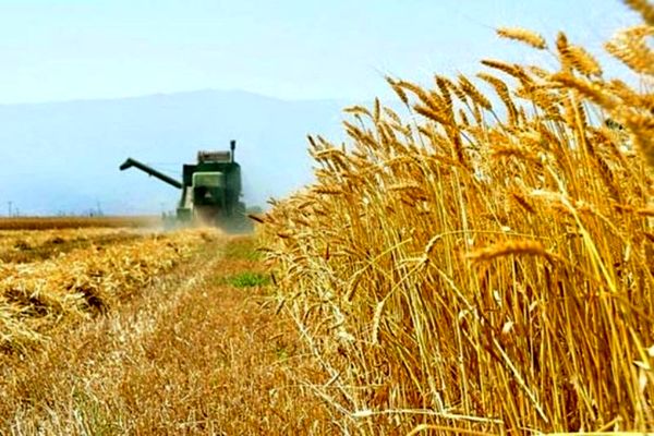 کشت گندم در ۱۵۹هزار هکتار از مزارع کشاورزی استان قزوین