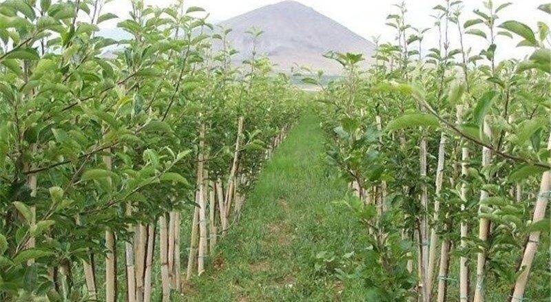 عرضه ۸۰۰ هزار اصله نهال در مرکز تخصصی نهال رضوی