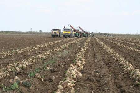 پرداخت ۵۰ درصد از مطالبات چغندرکاران آذربایجان غربی پرداخت ۵۰ درصد از مطالبات چغندرکاران آذربایجان غربی