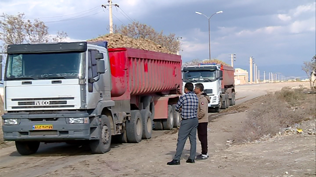 استقبال چغندرکاران از فروش محصول به کارخانه قند استقبال چغندرکاران از فروش محصول به کارخانه قند