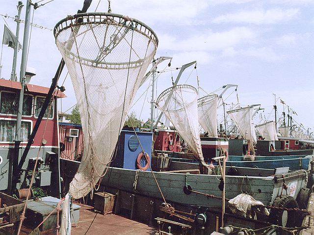 کسب درآمد ۴۰ میلیارد تومانی از فروش کیلکا در گیلان کسب درآمد ۴۰ میلیارد تومانی از فروش کیلکا در گیلان