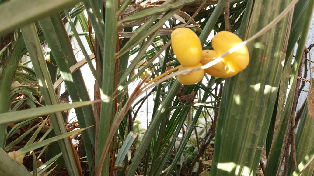 تولید خرما در یک مدرسه شبانه روزی روستایی در شهرستان داورزن