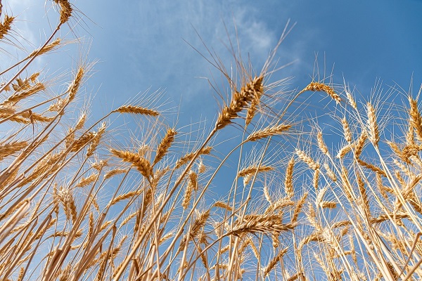آمادگی مراکز خردی گندم و کلزا در ذزفول
