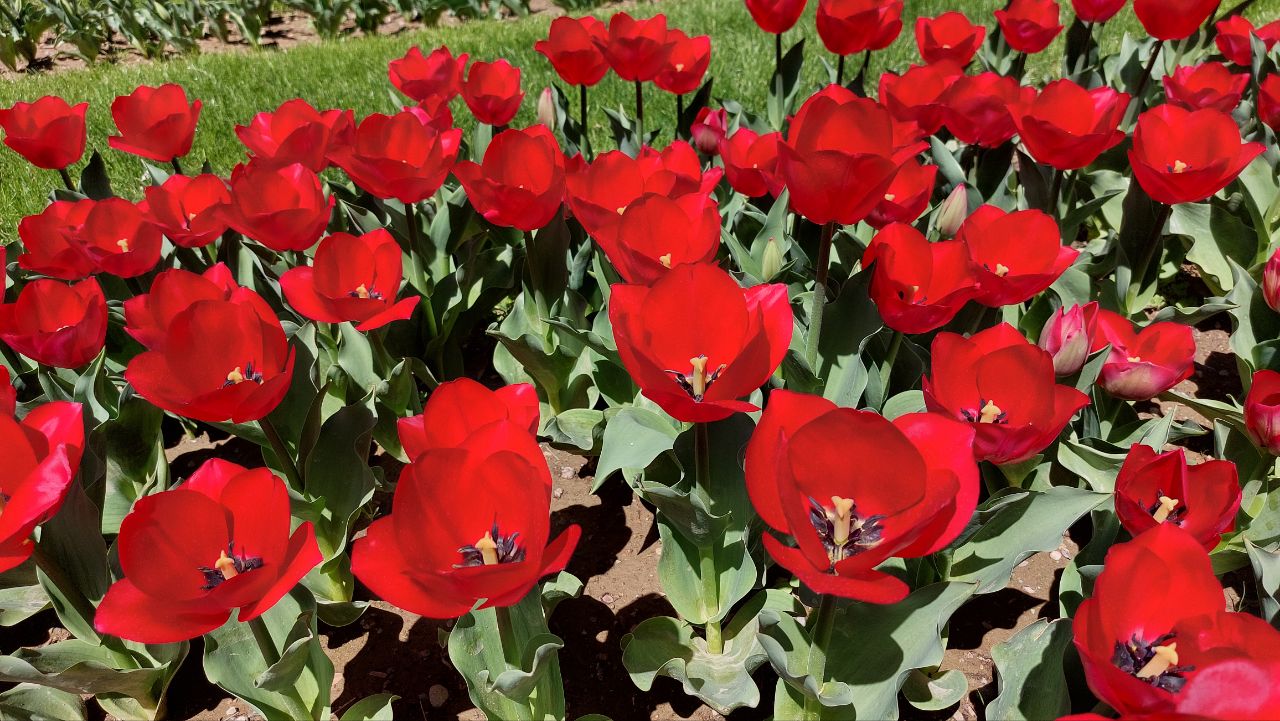 آغاز به کار جشنواره لاله ها در کرج+تصویر