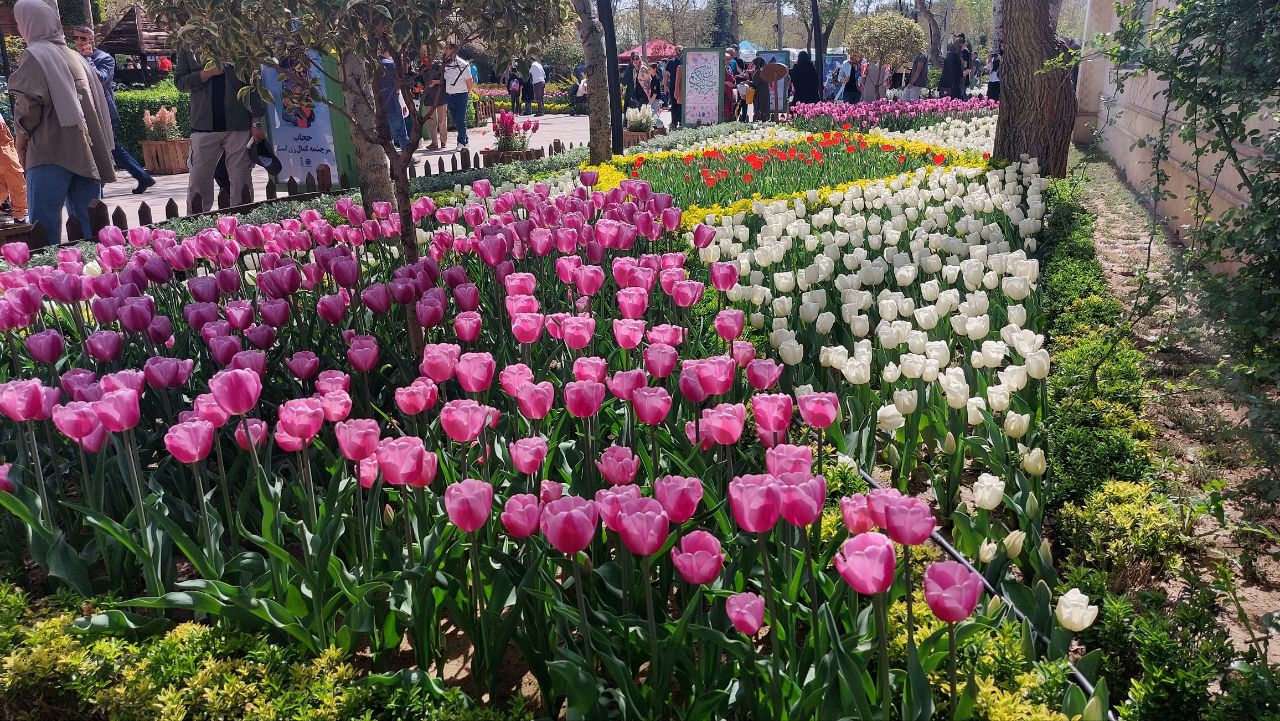 آغاز به کار جشنواره لاله ها در کرج+تصویر