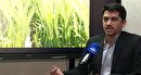 بذر پر محصول، قدمی برای خودکفا شدن در تولید گندم