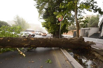 سقوط ۸ اصله درخت در شهر اصفهان