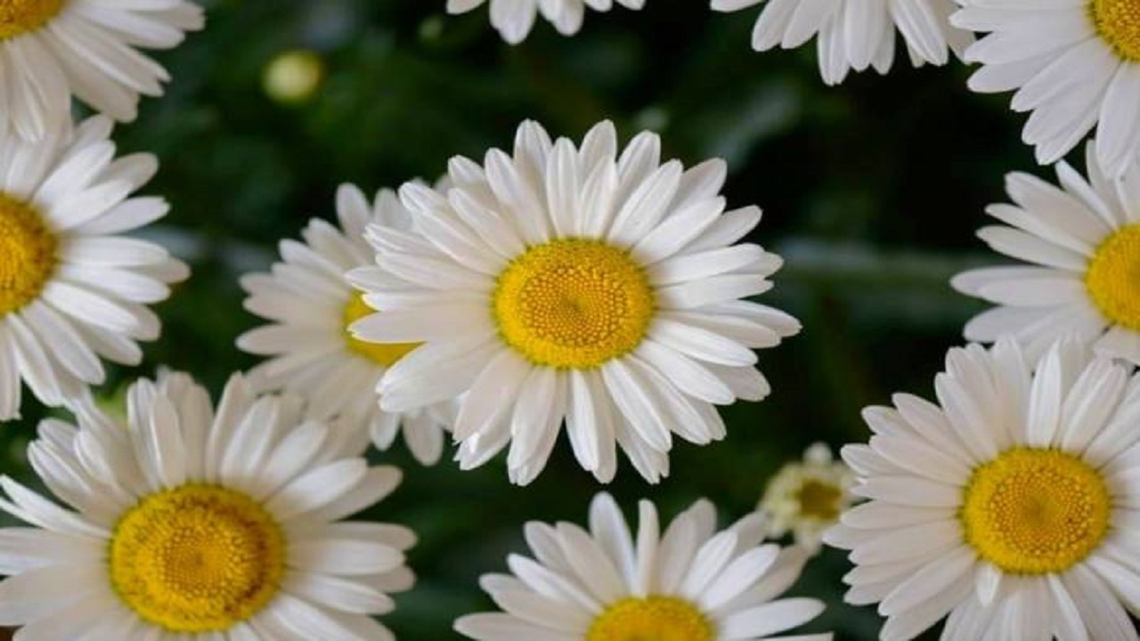 کاشت ۵۰۰ هزار بوته گل در مراغه