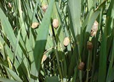 مبارزه با آفت سن در مزارع گندم آذربایجان‌غربی آغازشد