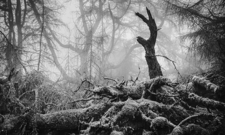 چه عکسی برنده جایزه پنج هزار پوندی ، مسابقه حیات وحش شد؟ برنده مسابقه حیات وحش