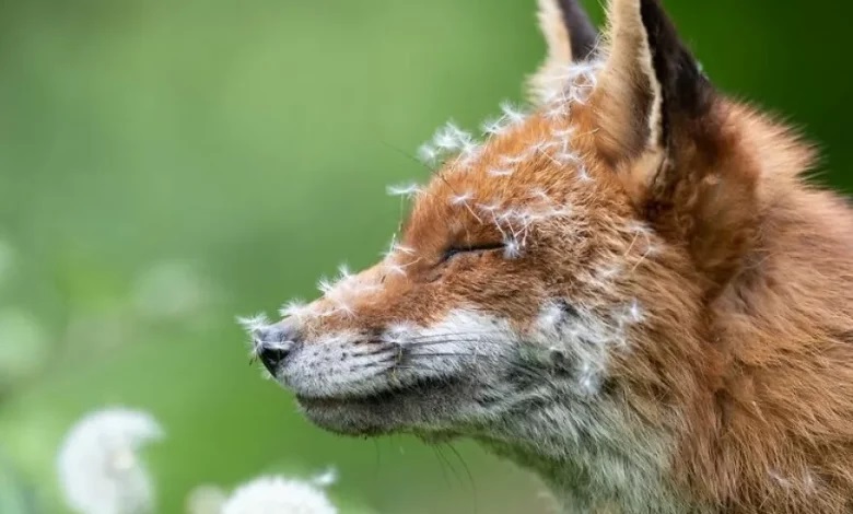 چه عکسی برنده جایزه پنج هزار پوندی ، مسابقه حیات وحش شد؟ برنده مسابقه حیات وحش