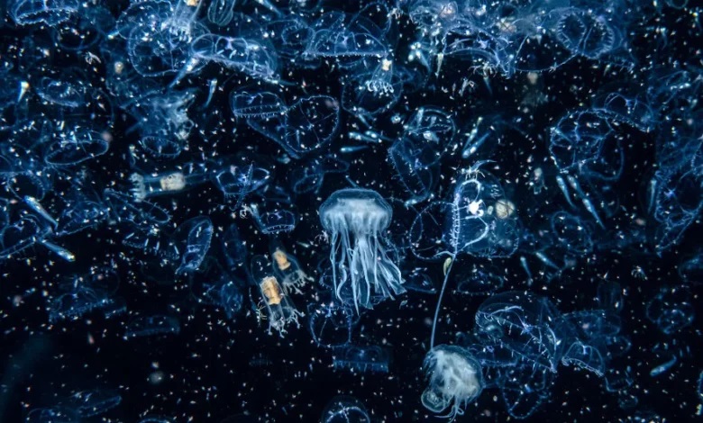 چه عکسی برنده جایزه پنج هزار پوندی ، مسابقه حیات وحش شد؟ برنده مسابقه حیات وحش