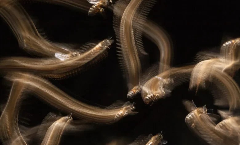 چه عکسی برنده جایزه پنج هزار پوندی ، مسابقه حیات وحش شد؟ برنده مسابقه حیات وحش