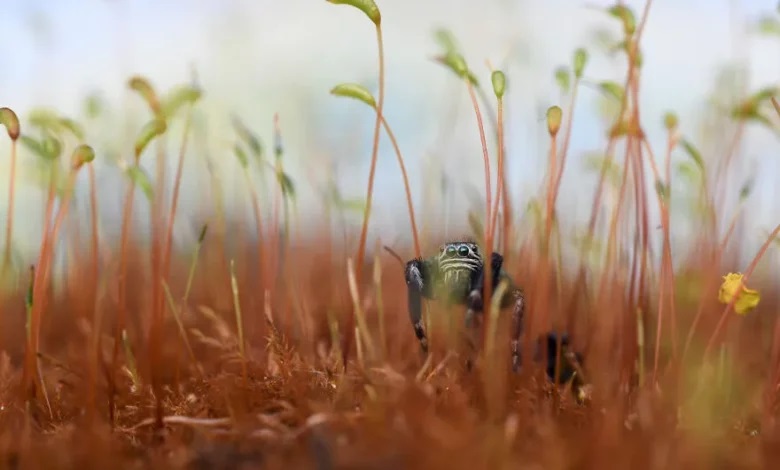 چه عکسی برنده جایزه پنج هزار پوندی ، مسابقه حیات وحش شد؟ برنده مسابقه حیات وحش