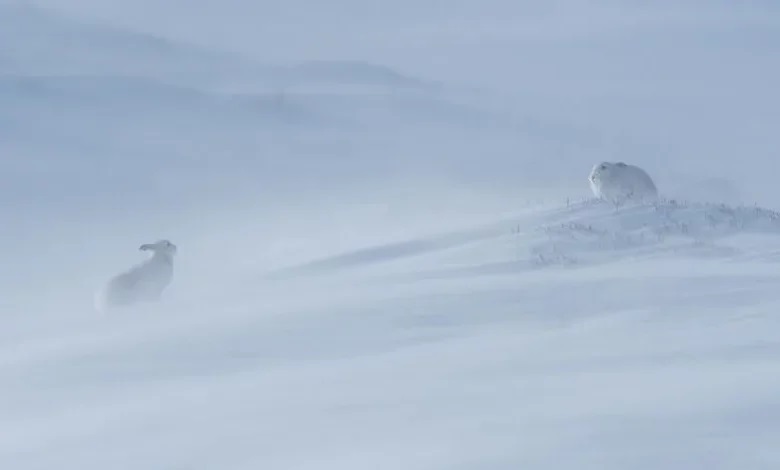 چه عکسی برنده جایزه پنج هزار پوندی ، مسابقه حیات وحش شد؟ برنده مسابقه حیات وحش