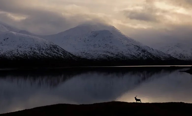 چه عکسی برنده جایزه پنج هزار پوندی ، مسابقه حیات وحش شد؟ برنده مسابقه حیات وحش