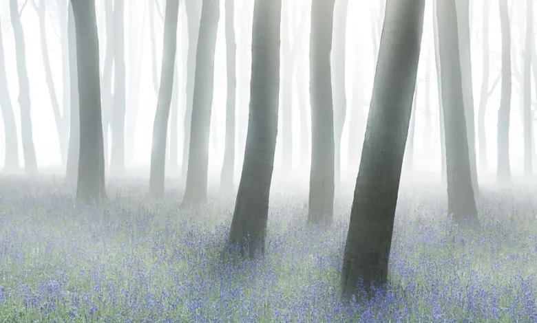 چه عکسی برنده جایزه پنج هزار پوندی ، مسابقه حیات وحش شد؟ برنده مسابقه حیات وحش