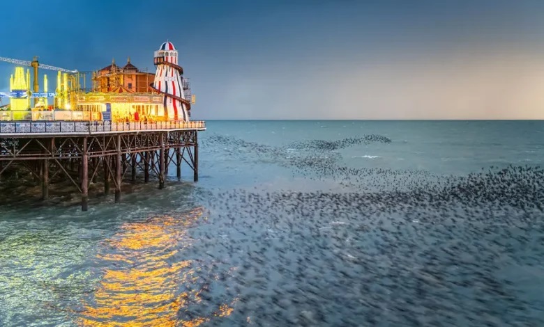 چه عکسی برنده جایزه پنج هزار پوندی ، مسابقه حیات وحش شد؟ برنده مسابقه حیات وحش