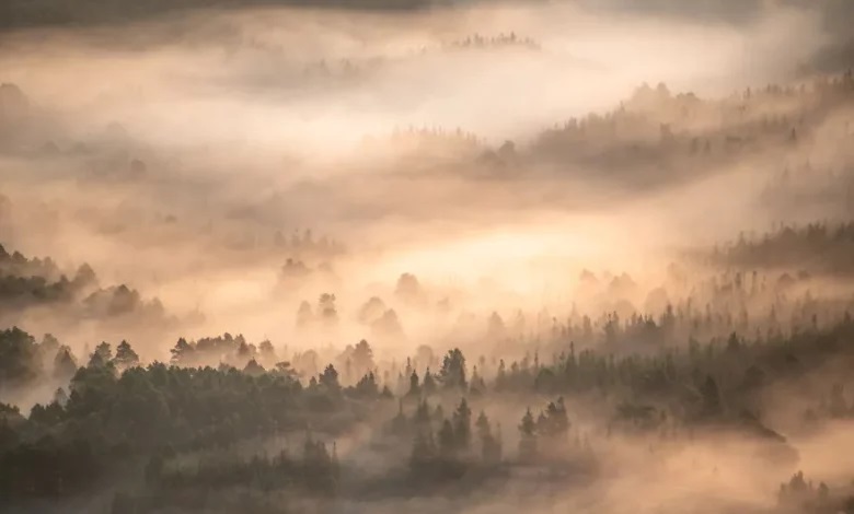 چه عکسی برنده جایزه پنج هزار پوندی ، مسابقه حیات وحش شد؟ برنده مسابقه حیات وحش