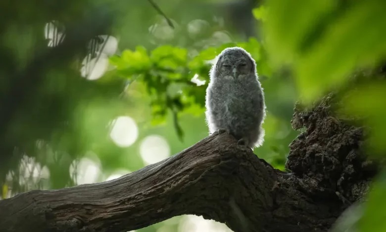 چه عکسی برنده جایزه پنج هزار پوندی ، مسابقه حیات وحش شد؟ برنده مسابقه حیات وحش