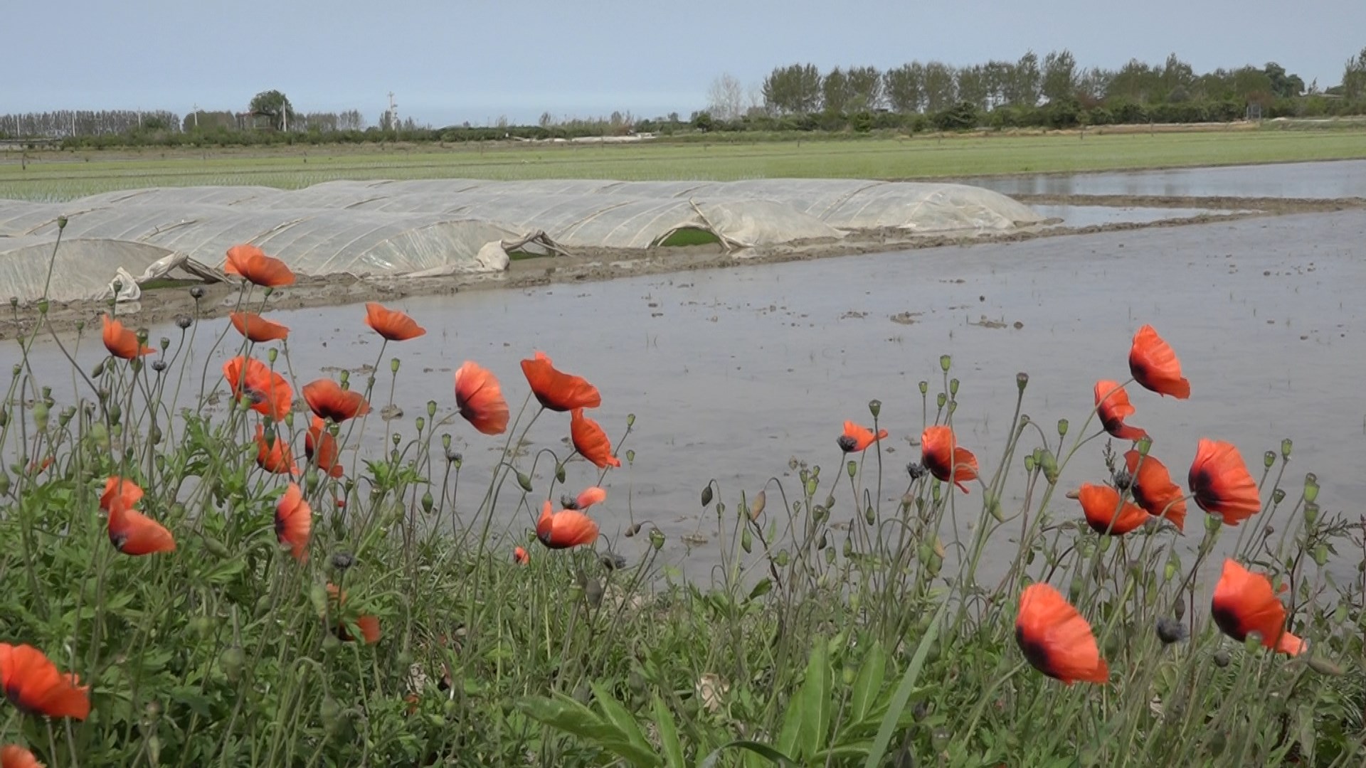آغاز نخستین نشاء مکانیزه برنج کشور در مازندران