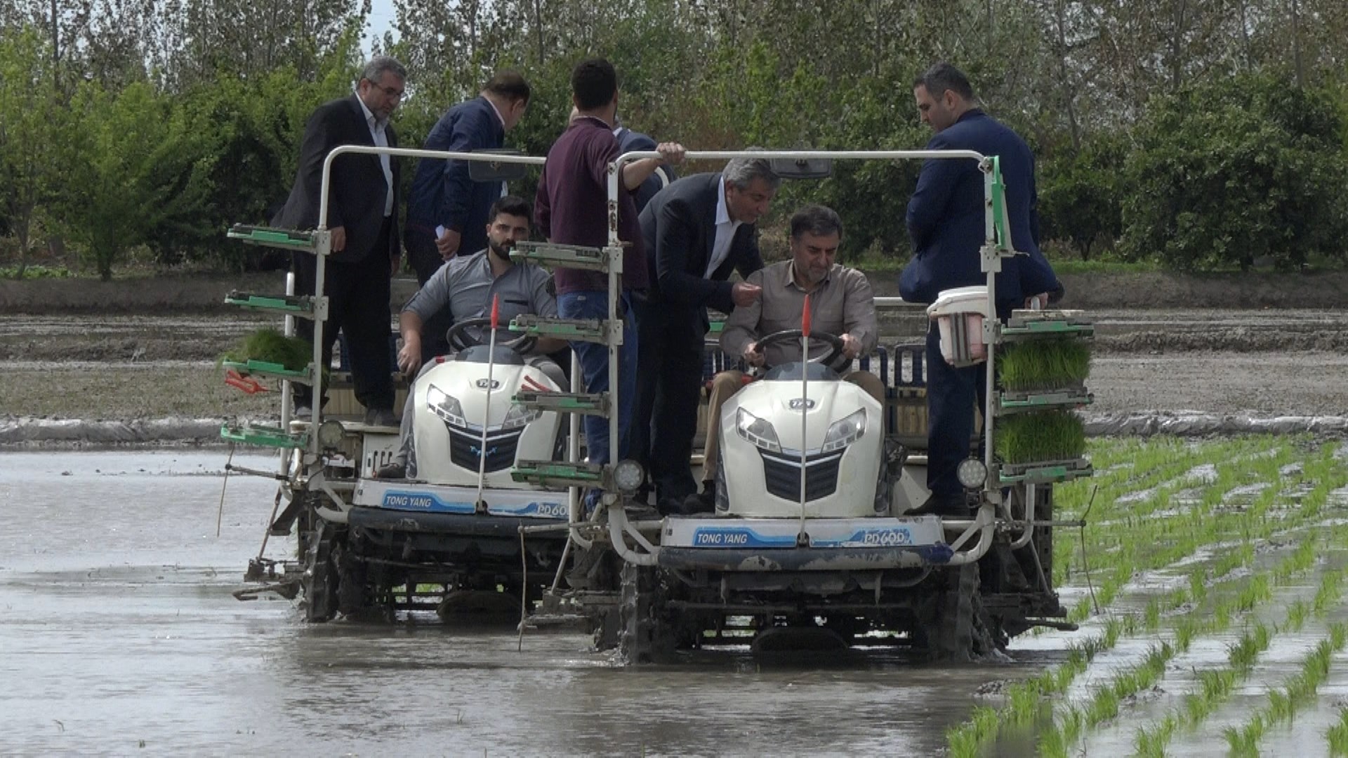 آغاز نخستین نشاء مکانیزه برنج کشور در مازندران