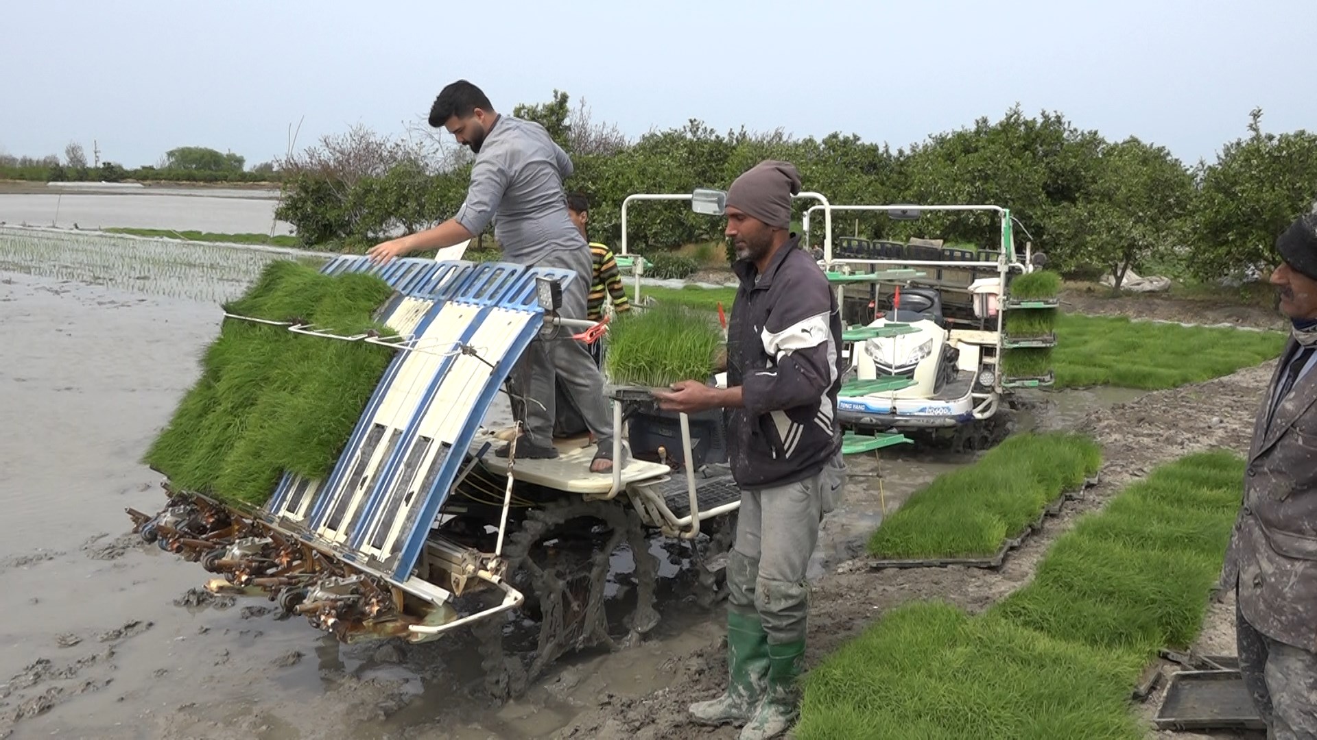 آغاز نخستین نشاء مکانیزه برنج کشور در مازندران