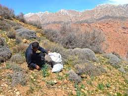 برداشت سه هزار تُن انواع گیاهان دارویی در جنوب کرمان برداشت سه هزار تُن انواع گیاهان دارویی در جنوب کرمان