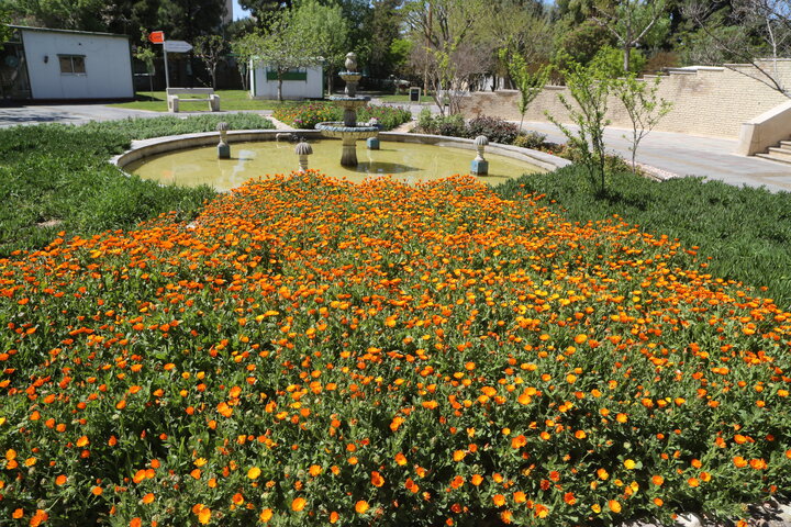 لاله‌ها زینت بخش فضای سبز شرق تهران شدند