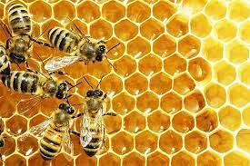 بهره برداری اولین طرح ایستگاه ملکه زنبور عسل