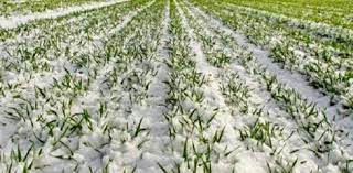 خسارت ۴۹۰ میلیارد تومانی سرمای بهاره به کشاورزی مهاباد