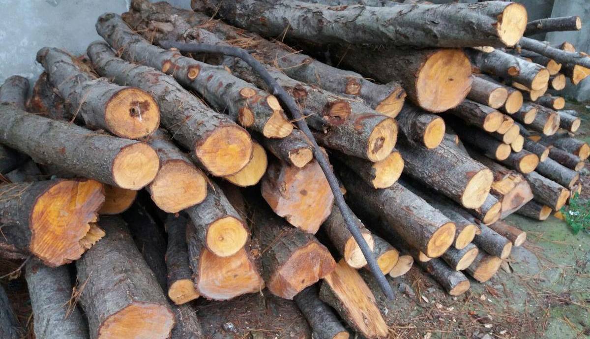 کشف هفت محموله قاچاق چوب در استان مرکزی