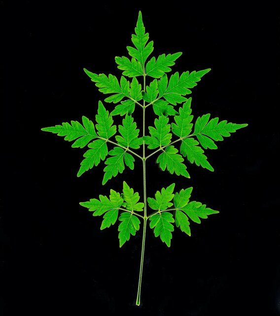 کمک بزرگ گیاهان دارویی خاص به کشف داروهای ضد سرطانی کمک بزرگ گیاهان دارویی خاص به کشف داروهای ضد سرطانی