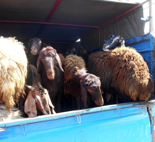 کشف احشام قاچاق در کهگیلویه