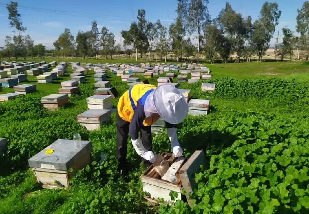 اجرای طرح پایش و مراقبت بیماریهای زنبورعسل در خوزستان اجرای طرح پایش و مراقبت بیماریهای زنبورعسل در خوزستان