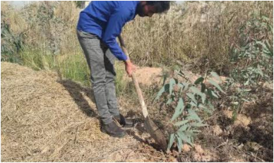 کاشت ۳۰۰ اصله نهال به نیت شهید سلیمانی در کرخه کاشت ۳۰۰ اصله نهال به نیت شهید سلیمانی در کرخه