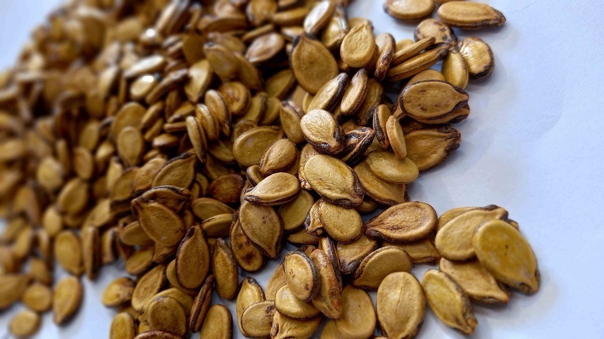 ۷۰۰ تن تخمه هندوانه آجیلی در خوشاب خراسان رضوی تولید شد ۷۰۰ تن تخمه هندوانه آجیلی در خوشاب خراسان رضوی تولید شد