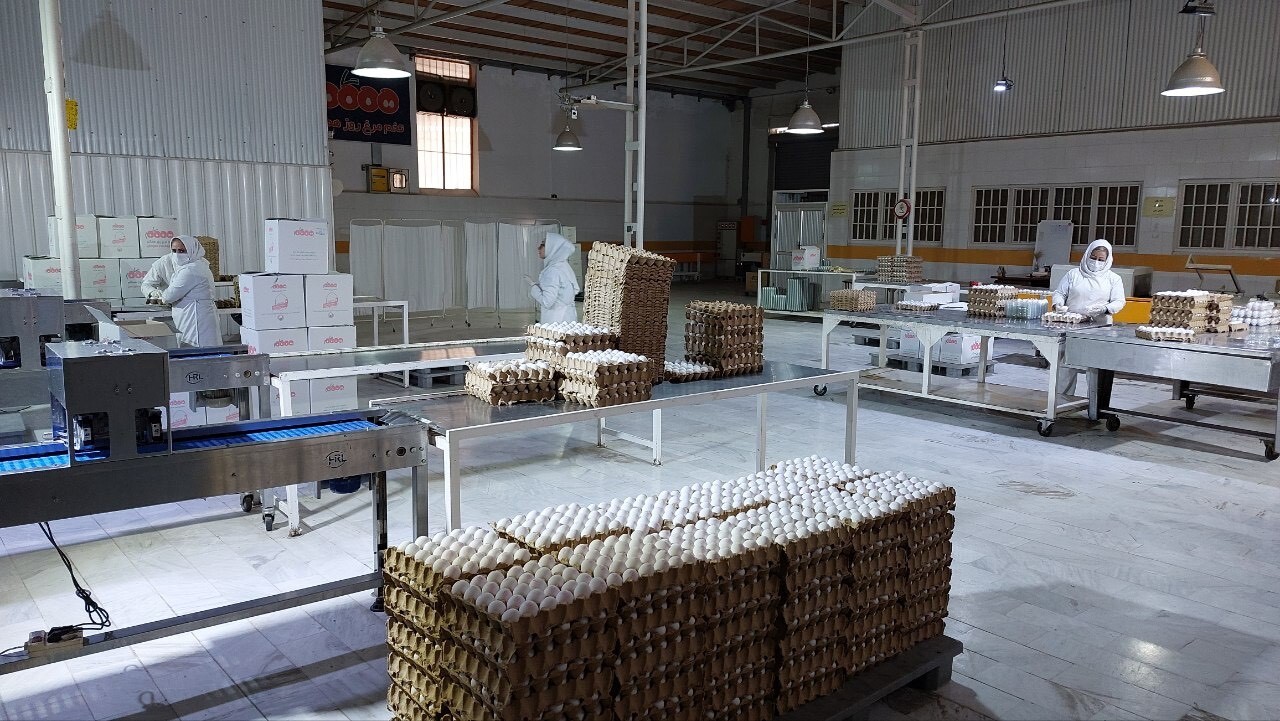 تخم مرغهای ارائه شده به بازار باید تاریخ تولید و انقضا داشته باشد تخم مرغهای ارائه شده به بازار باید تاریخ تولید و انقضا داشته باشد