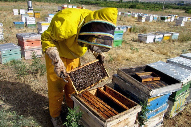 زنبورداران جمی امسال ۴۵۰ تن عسل تولید می‌کنند