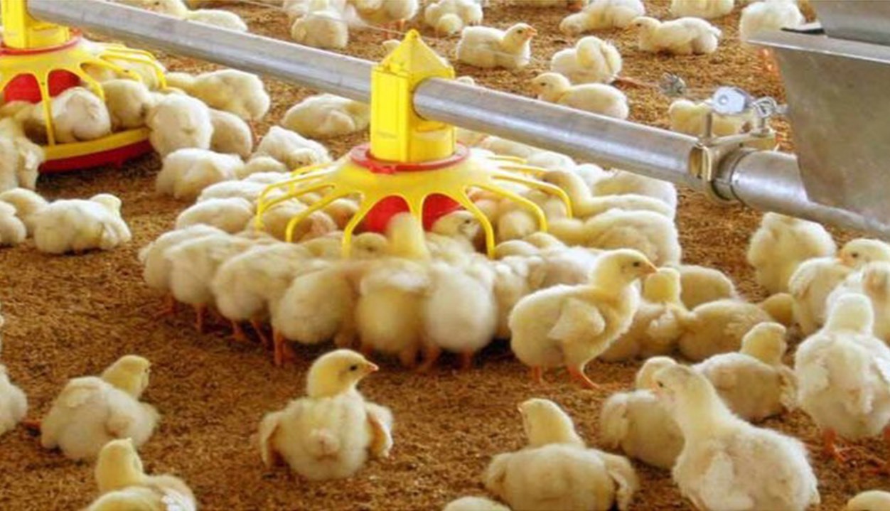 سرمایه گذاری ۸۶ هزار میلیارد ریالی در صنعت طیور آذربایجان‌غربی