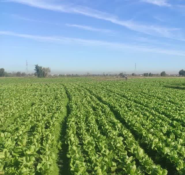 کشت ۸۰۰ هکتاری کاهو و سبزیجات در دابودشت