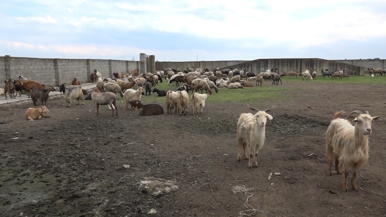 کشف ۵۰ راس گوسفند قاچاق از یک کامیون در ساری کشف ۵۰ راس گوسفند قاچاق از یک کامیون در ساری