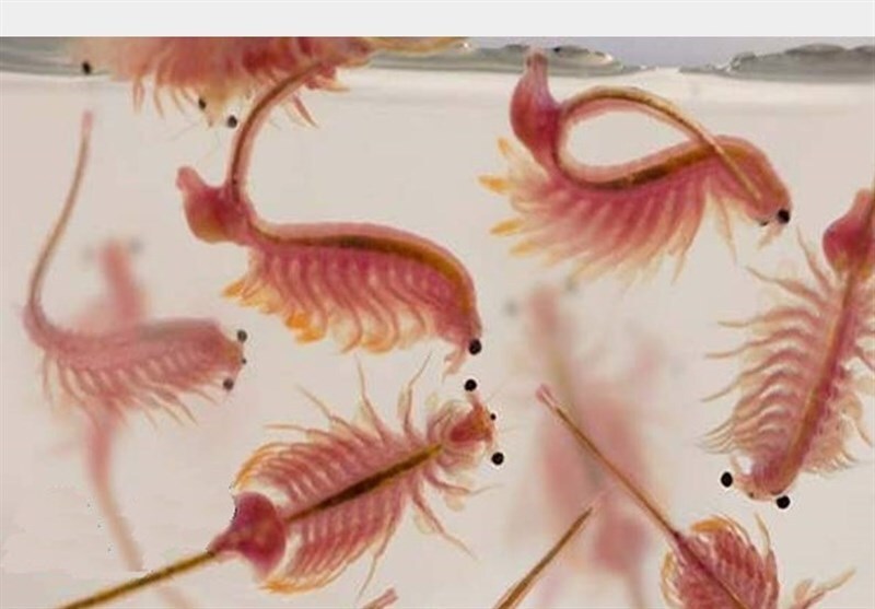 تجلیل ازپژوهشگران برتر مرکز تحقیقات آرتمیای کشور در ارومیه تجلیل ازپژوهشگران برتر مرکز تحقیقات آرتمیای کشور در ارومیه