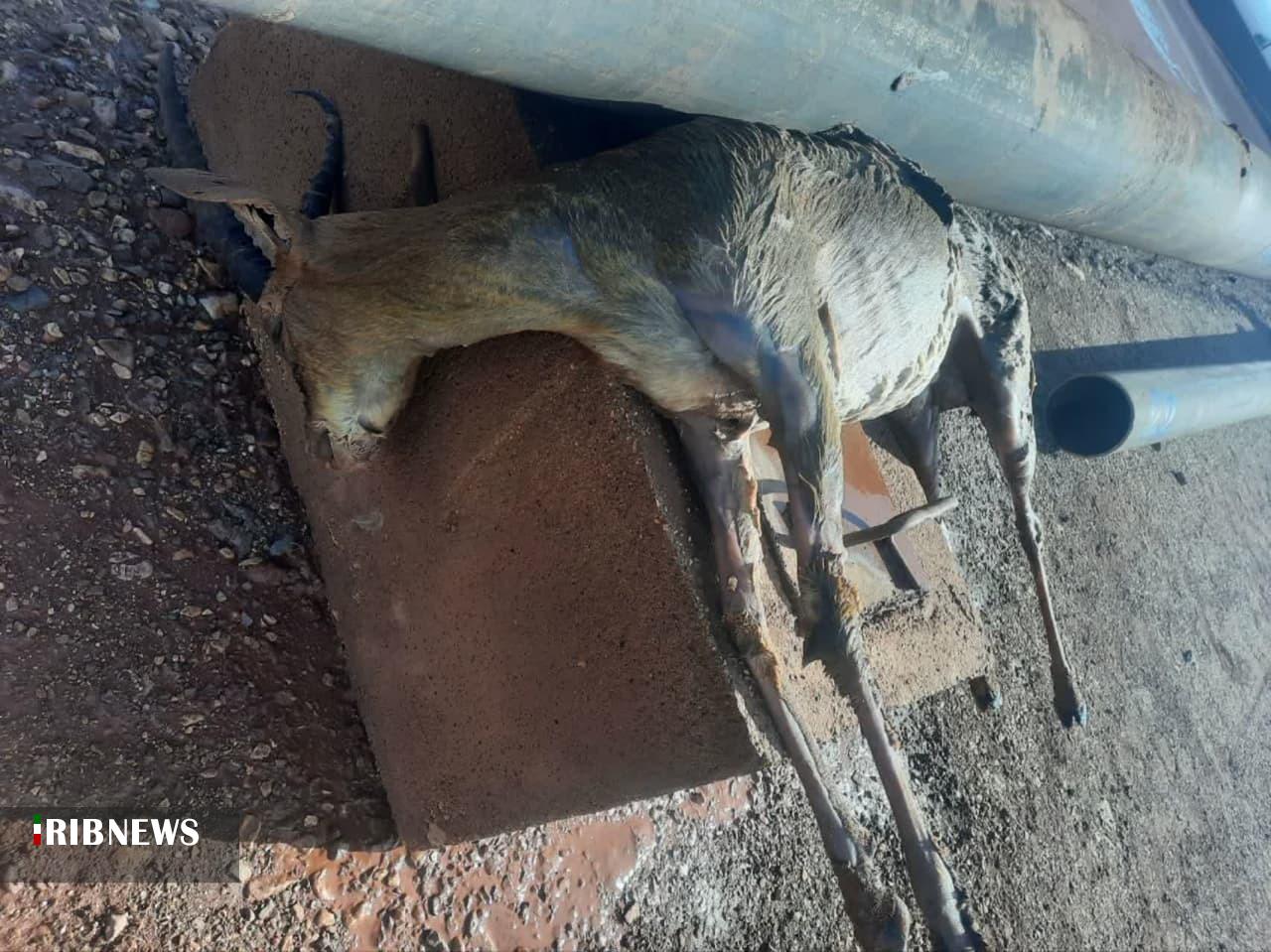 تلف شدن یک راس آهو در جاجرم تلف شدن یک راس آهو در جاجرم