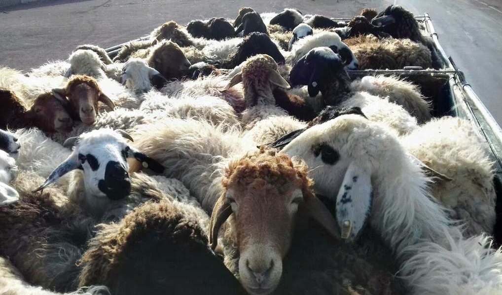 کشف ۸۷ رأس احشام قاچاق در دره شهر کشف ۸۷ رأس احشام قاچاق در دره شهر